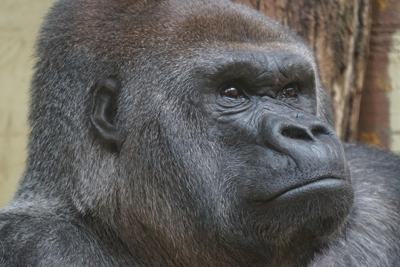 découvrez le gorilla glass, la technologie de protection d'écran ultra résistante et transparente, conçue pour protéger vos appareils contre les rayures et les chocs du quotidien.