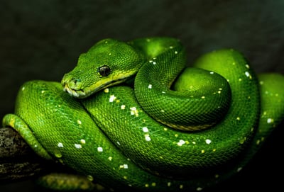 Python restera-t-il le langage le plus populaire ?